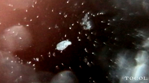 movie_iPhpne 6s で撮影した微生物 